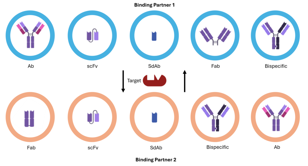 BLI service platform. Binning and epitope targeting applications